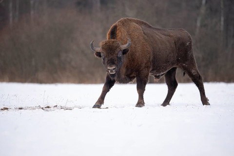 European bison (Bos bonasus, Bison bonasus), bison bull in a forest clearing in winter, Podlaskie