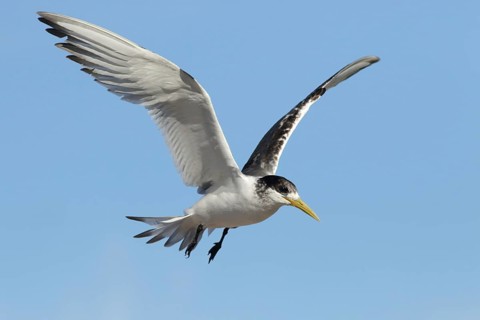 Greater Crested Tern (Thalasseus bergii) juvenile flying, Victoria, Australia
