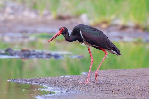 Black Stork (Ciconia nigra) foraging, Greece