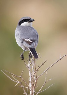 Southern Grey Shrike (Lanius meridionalis) perched on a dried twig, Fuerteventura, Spain