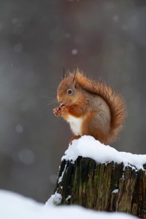 Red squirrel (Sciurus vulgaris) adult animal feeding on a nut on a tree stump covered in snow in