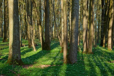 Sun rays cast shadows on green forest floor, spring, wood anemones, Gunzenhausen, Middle Franconia,