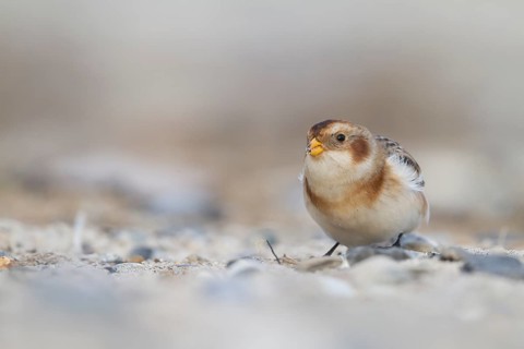 Snow Bunting - Schneeammer - Plectrophenax nivalis ssp. nivalis, Germany