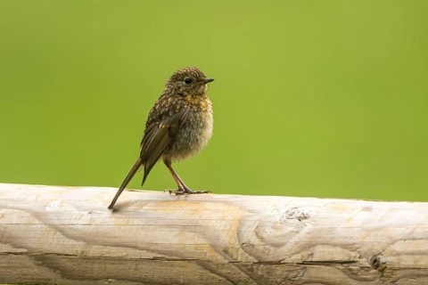 European robin (Erithacus rubecula), young bird, so-called branchling, waiting for parental food,