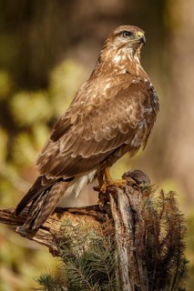 Common Buzzard (Buteo buteo), perched on a branch, Castile and Leon, Spain