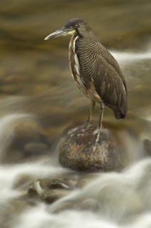 Fasciated Tiger Heron (Tigrisoma fasciatum) fishing, Sarapiqui River, Costa Rica