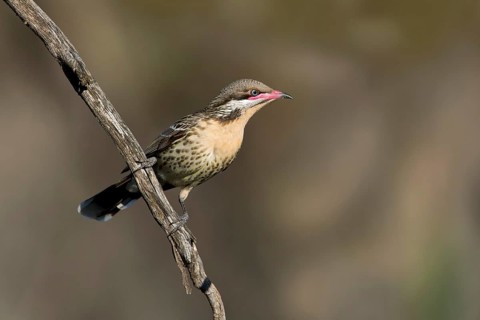 Spiny-cheeked Honeyeater (Acanthagenys rufogularis), Victoria, Australia