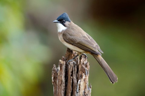 Brown-breasted Bulbul (Pycnonotus xanthorrhous), Yunnan, China