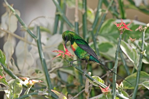 Hunter's Sunbird, Chalcomitra hunteri