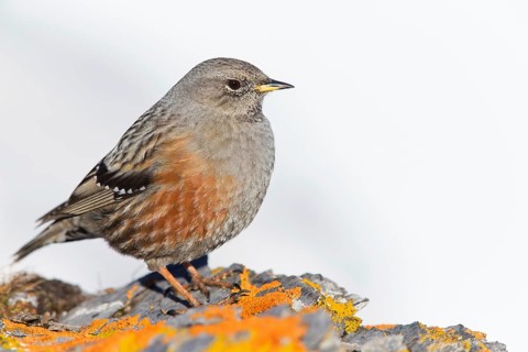 Alpenbraunelle, Alpine Accentor, Prunella collaris, Accenteur alpin, Acentor Alpino