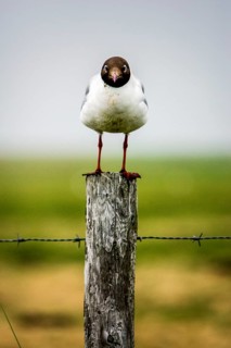 Black-headed gull (Larus ridibundus) on a fence post, Hallig Langeness, Schleswig-Holstein, Germany