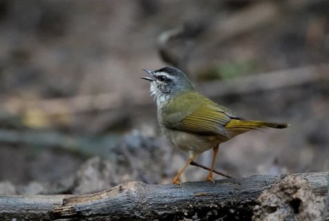 Riverbank Warbler (Myiothlypis rivularis) singing, Atlantic rainforest, Brazil