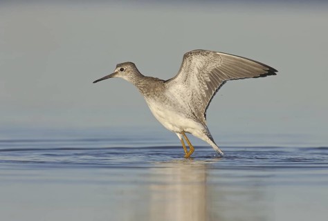 Lesser Yellowlegs (Tringa flavipes), Ohio, USA