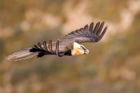 Bearded Vulture (Gypaetus barbatus) flying, Aragon, Spain