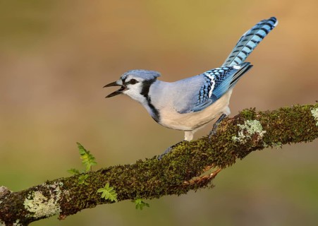 Blue Jay (Cyanocitta cristata) calling, Texas, USA