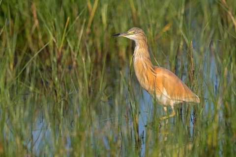 Squacco Heron, Ardeola ralloides, Crabier chevelu, Héron crabier, Garcilla Cangrejera