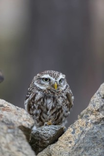 One little owl (Athene noctua) sitting on a stone inside the ruins of an ancient castle