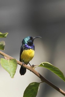 Variable Sunbird, Cinnyris venustus