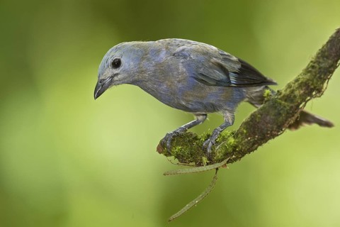 Palm Tanager (Thraupis palmarum), Costa Rica