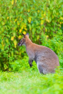 Red-necked wallaby or Bennett's wallaby (Macropus rufogriseus) sits on a green meadow with dense