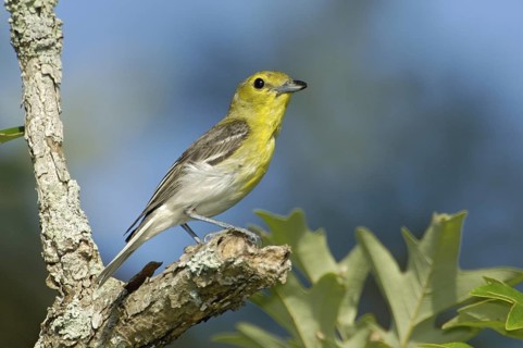 Yellow-throated Vireo (Vireo flavifrons), Texas, USA
