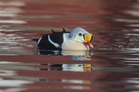 King Eider (Somateria spectabilis) male, Norway