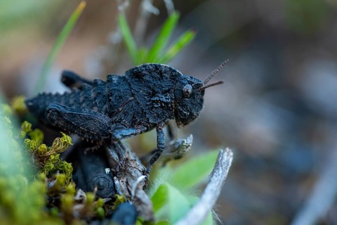 A detailed close-up of a grasshopper, blending seamlessly into its environment among twigs and