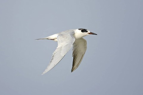 Forster's Tern Sterna forsteri Boca Chica, TEXAS, United States 4 April Adult winter plumage