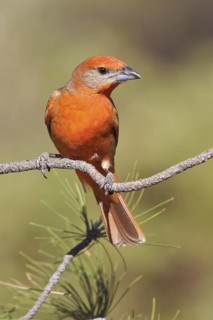 Hepatic Tanager (Piranga flava) perched on a branch in southern Arizona, USA