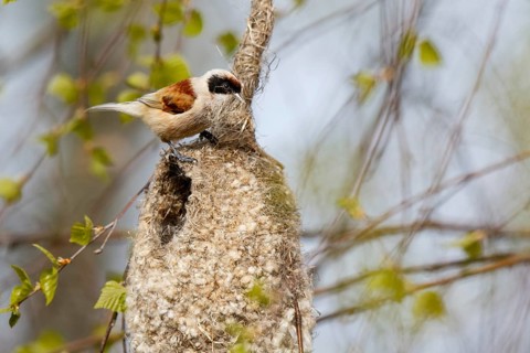 Eurasian Penduline Tit (Remiz pendulinus) male building nest, Poland