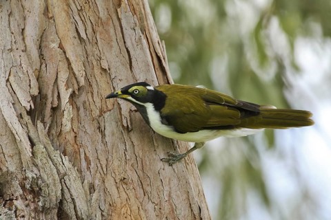 Blue-faced Honeyeater (Entomyzon cyanotis) juvenile, Queensland, Australia