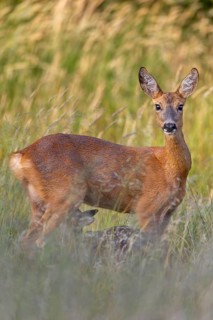 Whilst the doe (Capreolus capreolus) is attentively suckling the fawn, summer, summer coat, fawns,