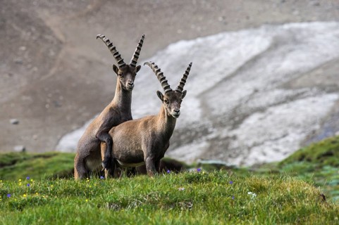 Alpine Ibex (Capra ibex) pair mating, High Tauern, Carinthia, Austria