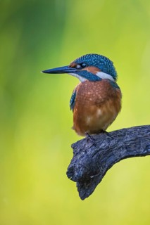 Common Kingfisher (Alcedo atthis) male perched on a branch, Saxony-Anhalt, Germany