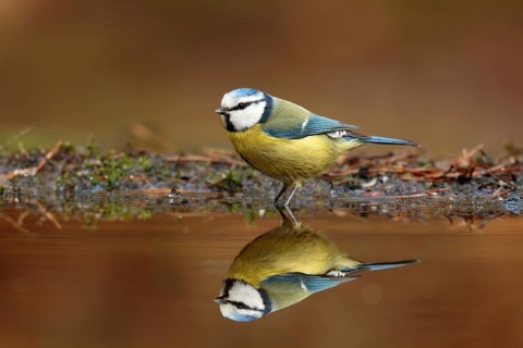 Eurasian Blue Tit (Cyanistes caeruleus), Utrecht, Netherlands