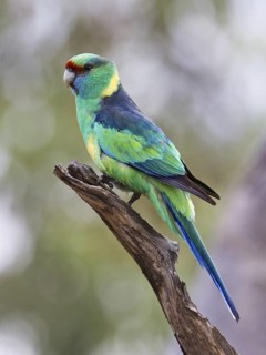 Mallee Ringneck (Barnardius zonarius barnardi), Queensland, Australia