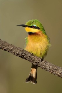 Dwergbijeneter, Little Bee-eater, Merops pusillus