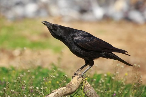 Carrion Crow (Corvus corone), Spain