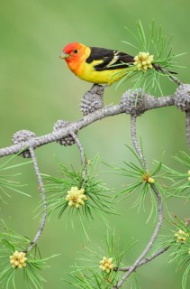 Western Tanager (Piranga ludoviciana) male perched on a branch, Colorado, USA