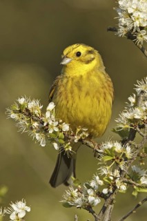 Yellowhammer (Emberiza citrinella), Rhineland-Palatinate, Germany