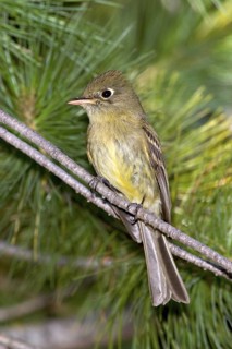 Cordilleran Flycatcher Empidonax occidentalis Chiricahua Mountains, Cochise County, ARIZONA, USA 6