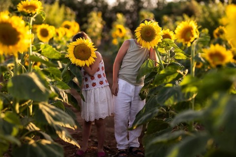 Two children playfully hide their faces behind sunflowers in a sunny field. The vibrant blooms and