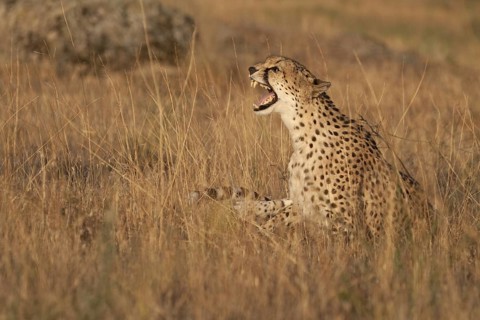 Cheetah (Acinonyx jubatus) captive, female hissing, Castile-La Mancha, Spain