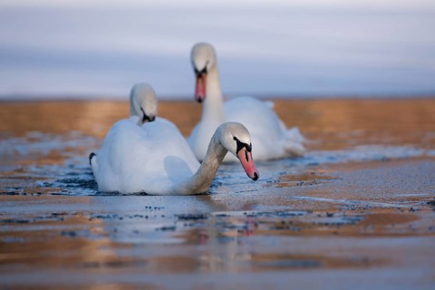 Mute swan (Cygnus olor) three adult swans birds on ice of a frozen lake in winter, Suffolk,