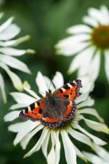 Small tortoiseshell butterfly (Aglais urticae) adult insect feeding on a garden Coneflower
