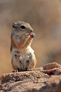 Antelope gopher, (Ammospermophilus harrisii), adult, on tree, foraging, Sonoran Desert, Arizona,