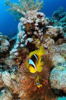 Pair of red sea clownfish (Amphiprion bicinctus), dive site House Reef, Mangrove Bay, El Quesir,