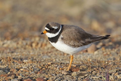 Common Ringed Plover (Charadrius hiaticula), Iceland
