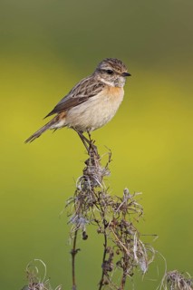 European Stonechat (Saxicola rubicola) female, Rhineland-Palatinate, Germany