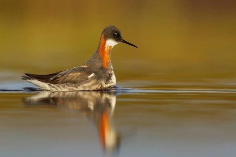 Red-necked Phalarope (Phalaropus lobatus) in a pond near Nome, Alaska